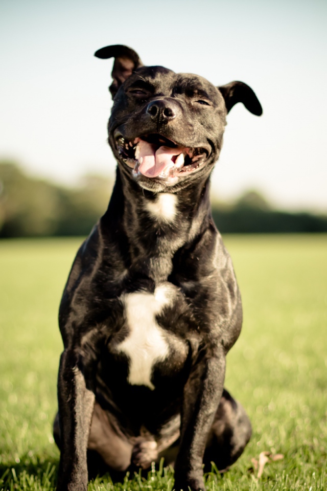 Довольный питбуль на траве