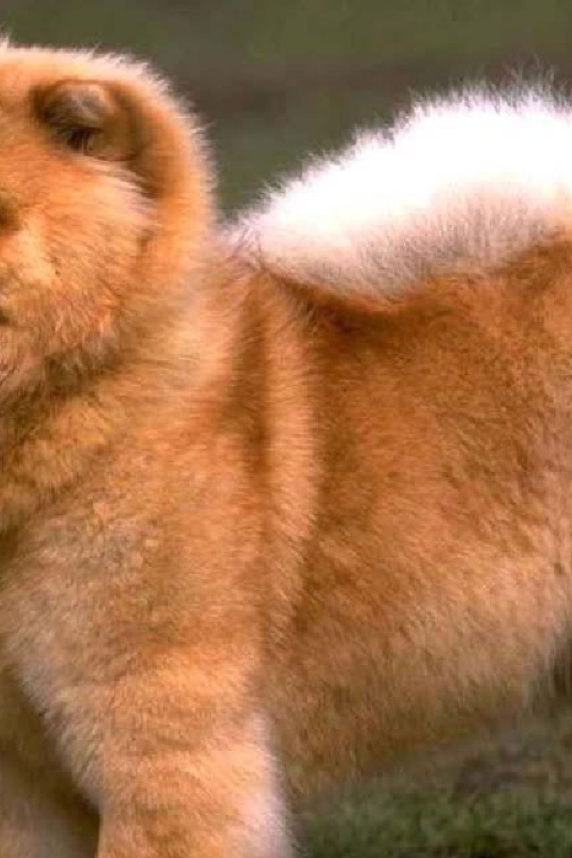 Золотой чау-чау