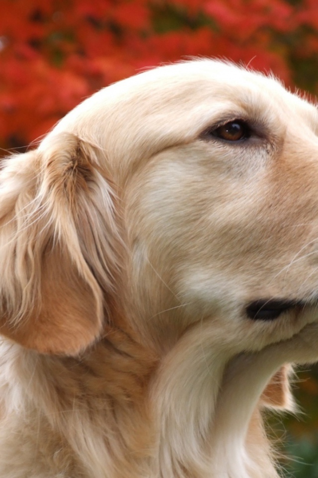 Золотой терьер и осенние дерево