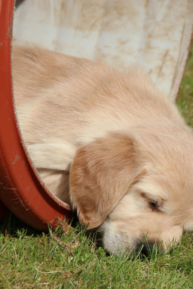 Золотой терьер в бочке