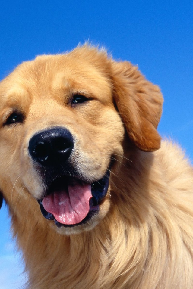 Золотой терьер на фоне неба