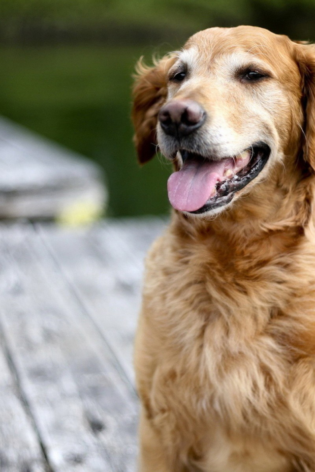 Золотой терьер на мосту