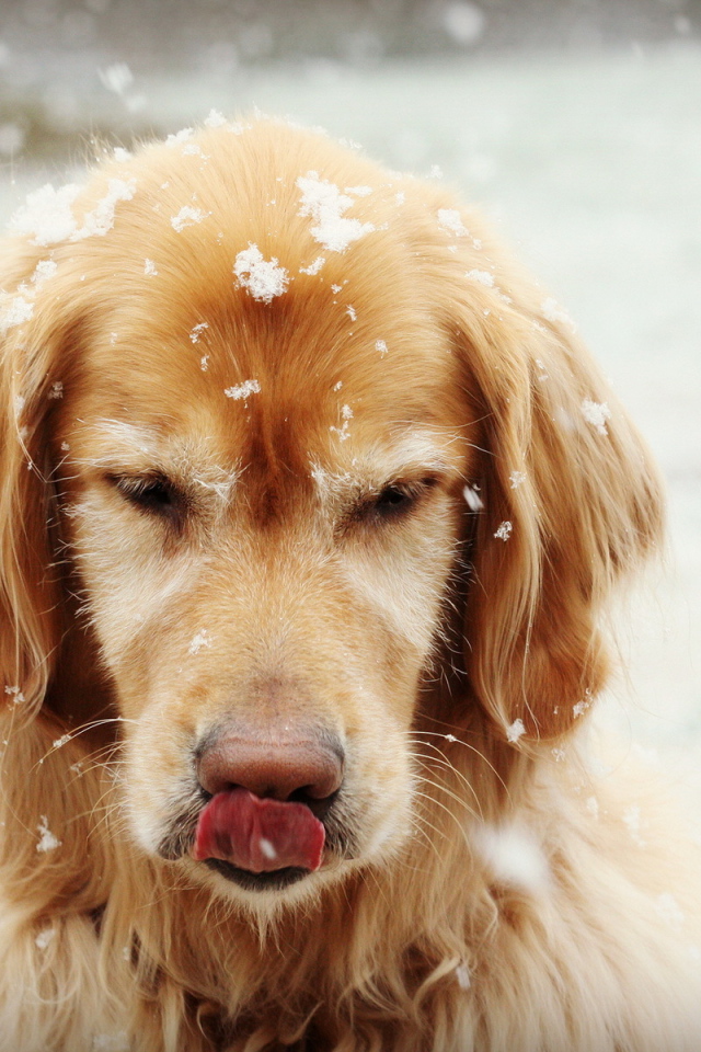 Golden terrier under the snow