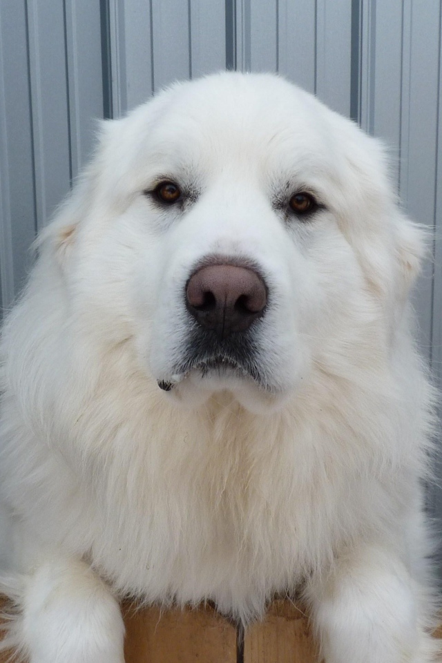 Большая пиренейская собака и коза