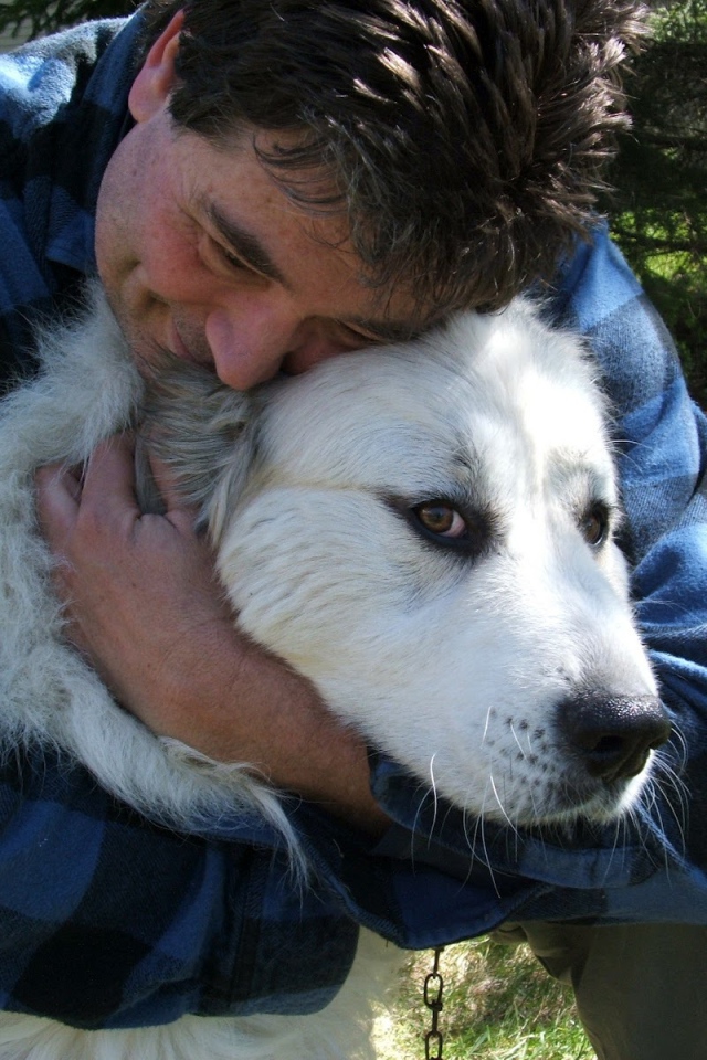 Большая пиренейская собака и любящий хозяин