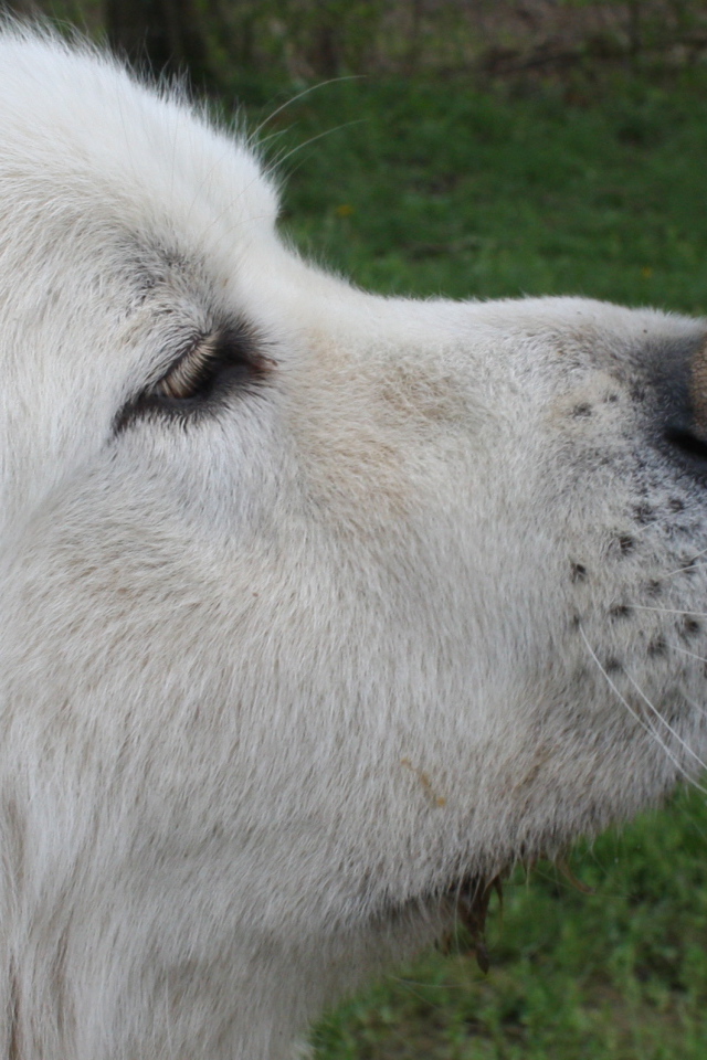 Большая пиренейская собака и щенок