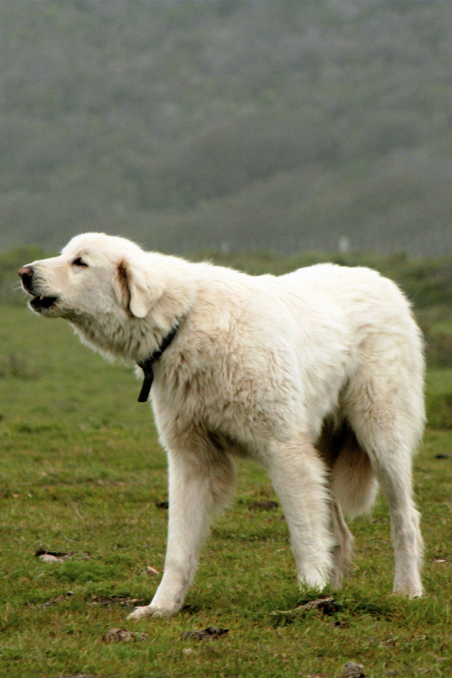 Большая пиренейская собака лает в поле