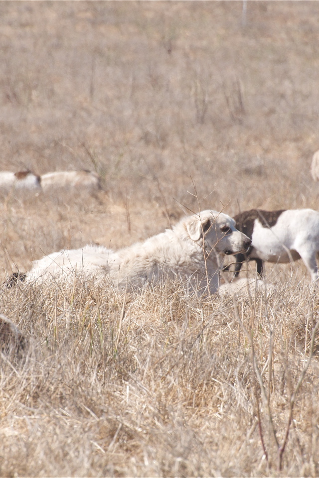 Большая пиренейская собака пасёт скот