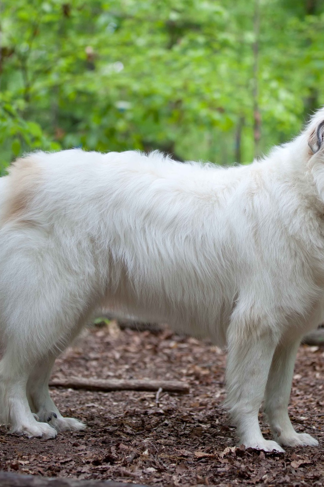 Большая пиренейская собака в лесу
