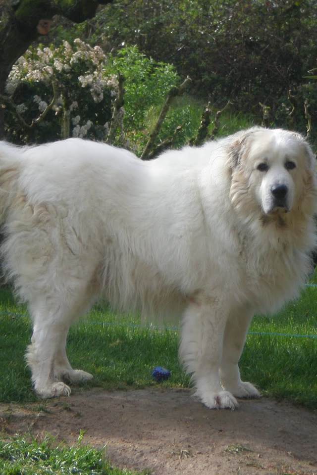 Большая пиренейская собака возле ограды