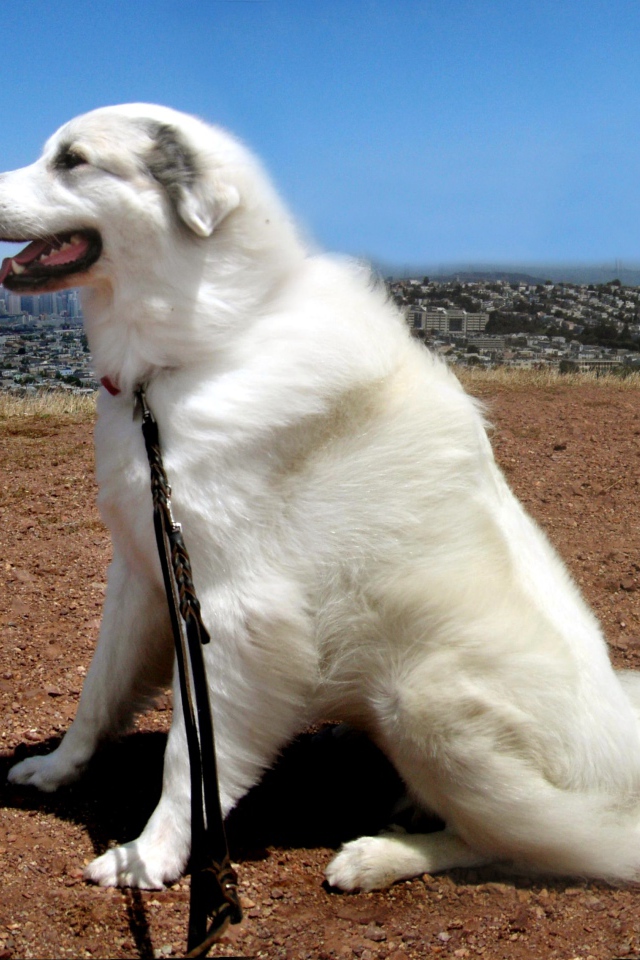 Большая пиренейская собака на фоне города