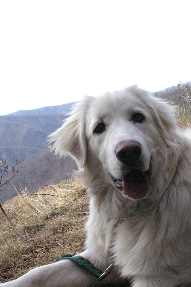 Большая пиренейская собака на холме