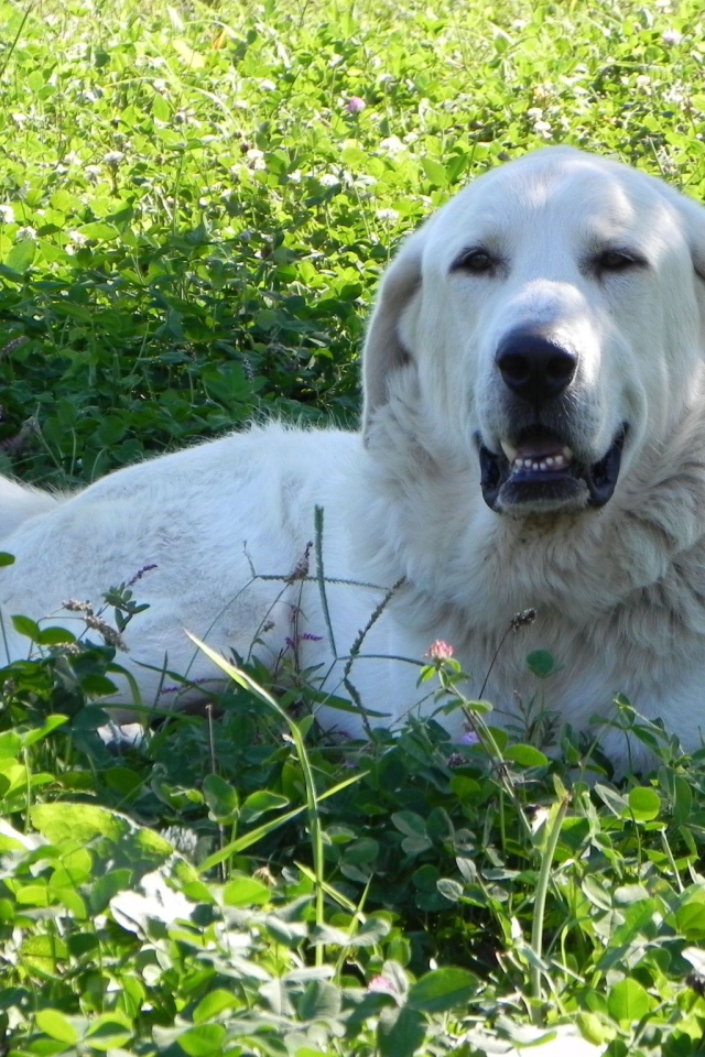 Большая пиренейская собака отдыхает на траве