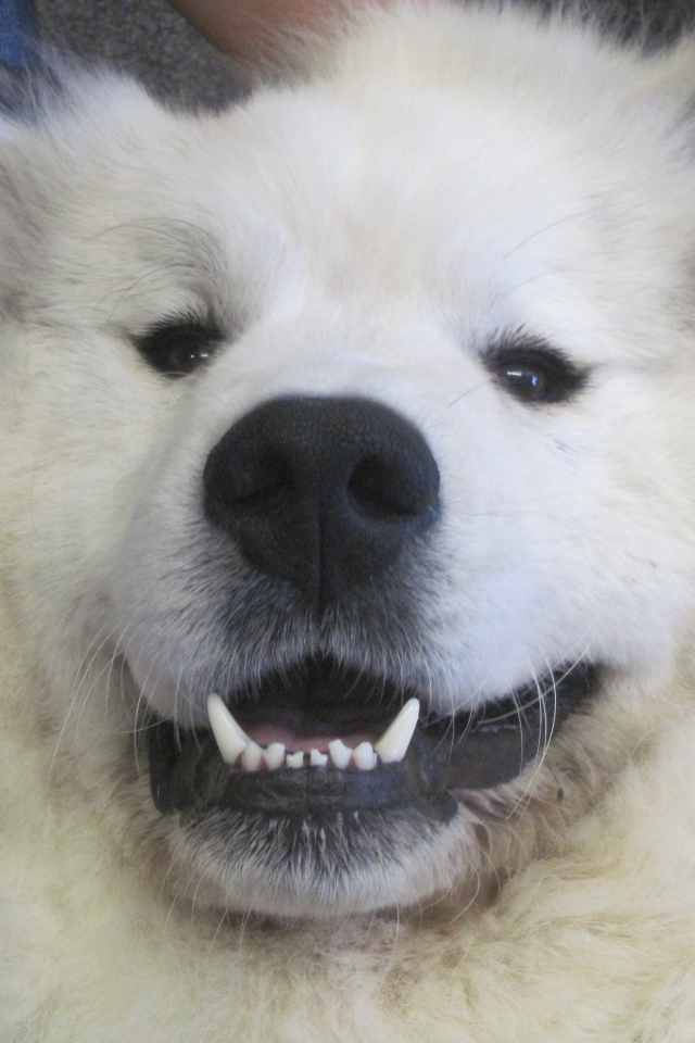 Большая пиренейская собака улыбается