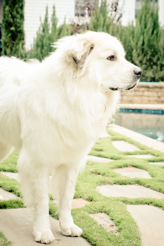 Большая пиренейская собака стоит возле бассейна