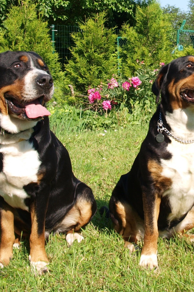 Большие швейцарские зенненхунды на траве