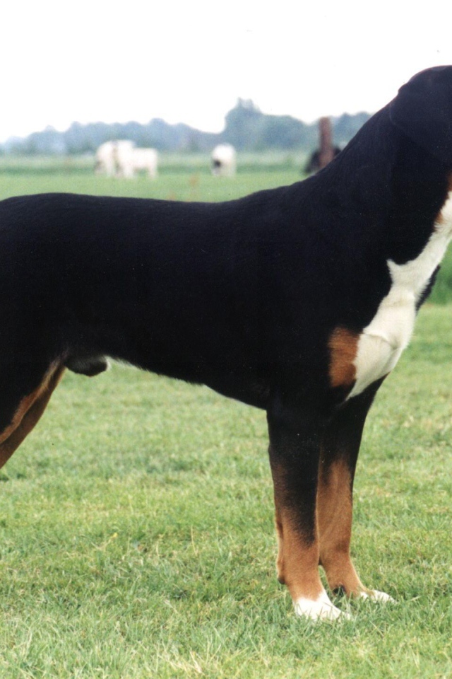 Большой швейцарский зенненхунд в поле