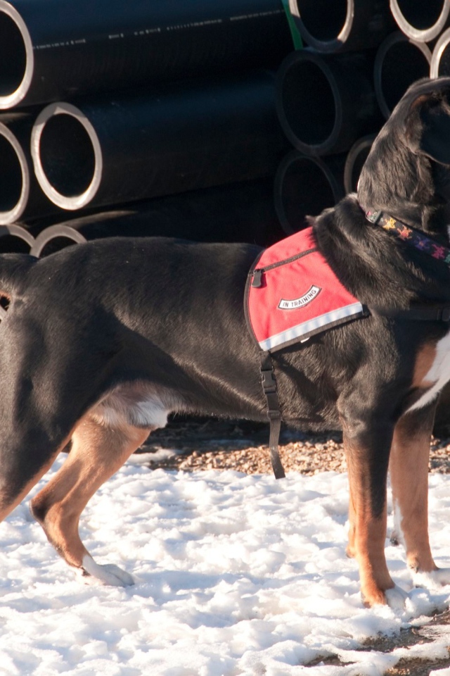 Большой швейцарский зенненхунд на снегу