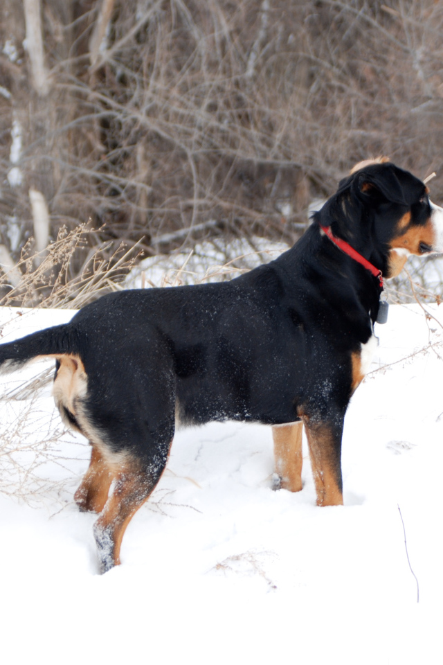 Большой швейцарский зенненхунд зимой