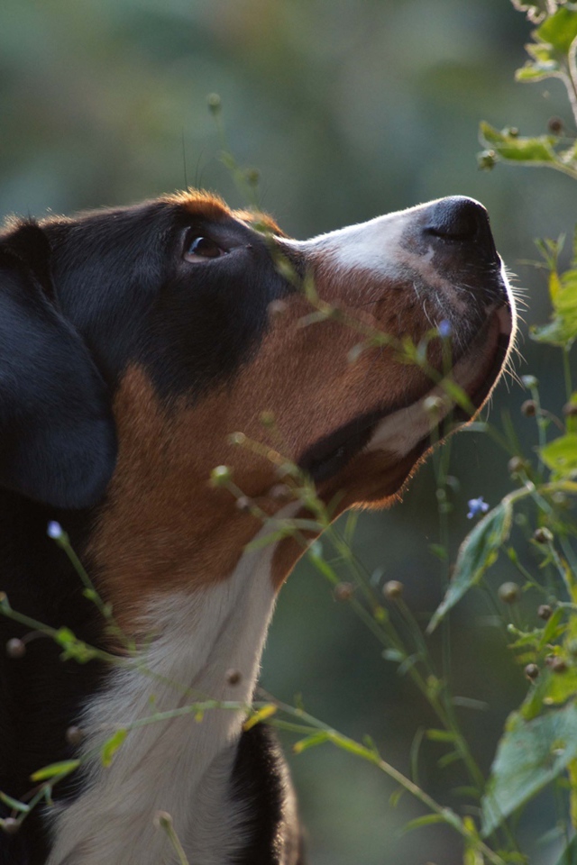 Большой швейцарский зенненхунд смотрит вверх