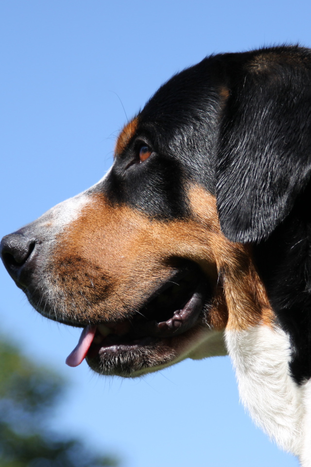 Большой швейцарский зенненхунд на фоне неба