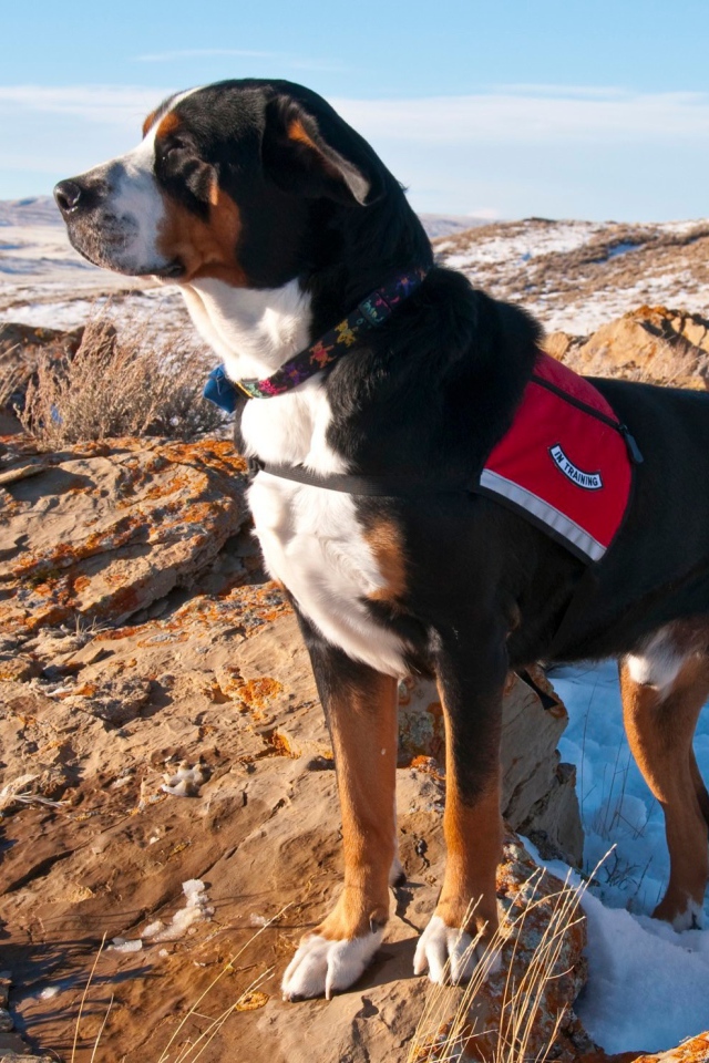 Большой швейцарский зенненхунд на заснеженных скалах