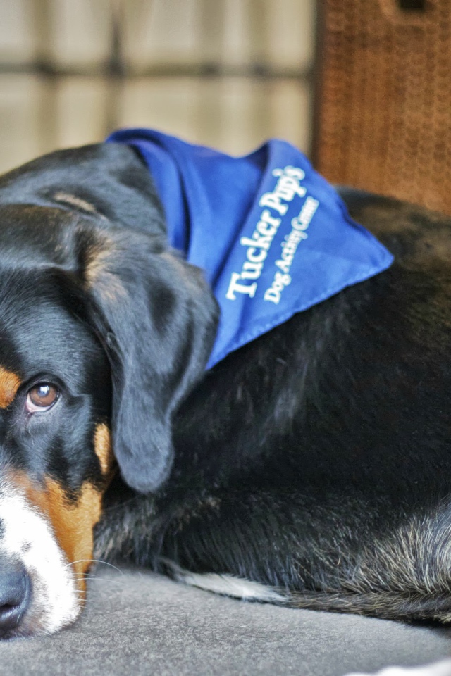 Большой швейцарский зенненхунд отдыхает