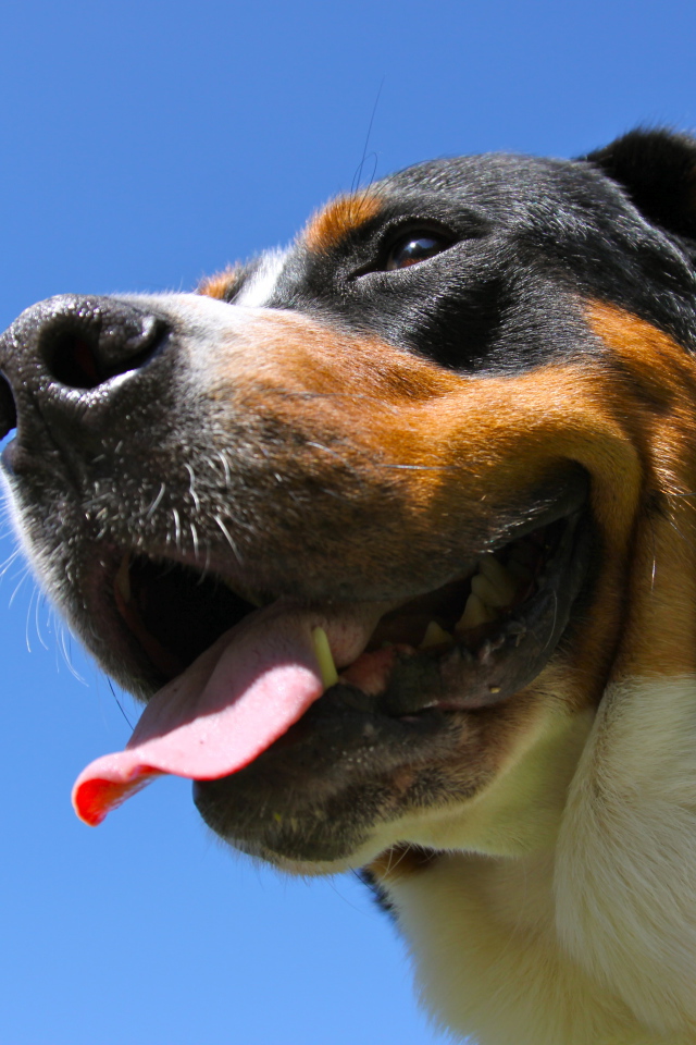 Большой швейцарский зенненхунд улыбается на фоне неба