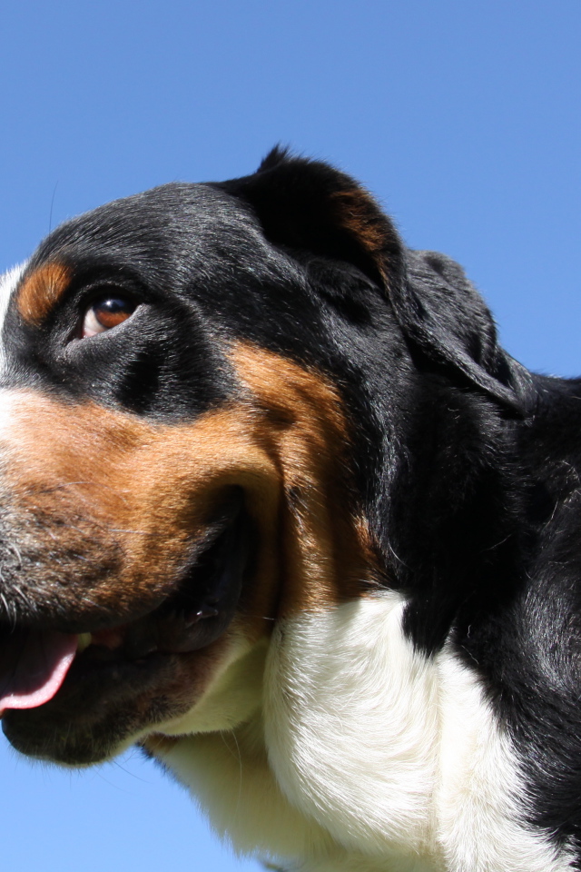 Большой швейцарский зенненхунд смотрит искоса