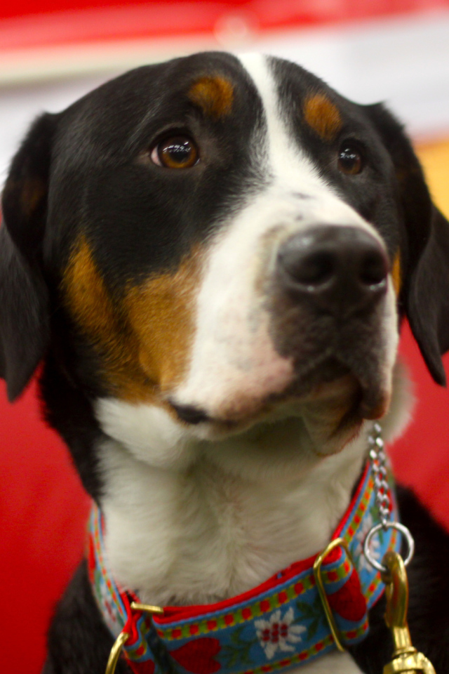 Большой швейцарский зенненхунд с грустными глазами на красном фоне