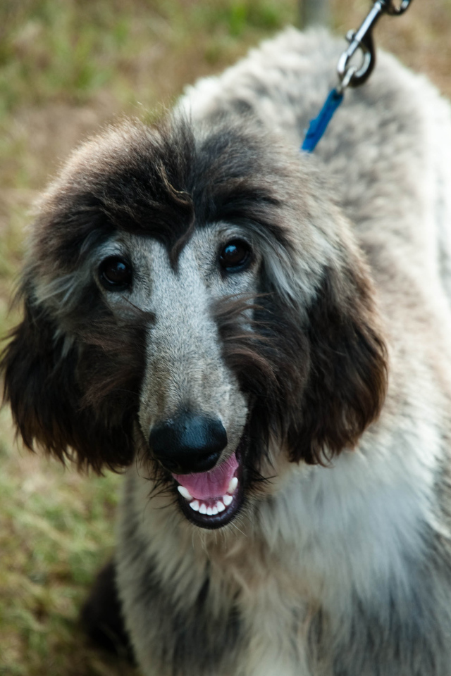 Серая афганская борзая