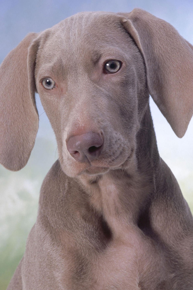 Серый щенок Пойнтер