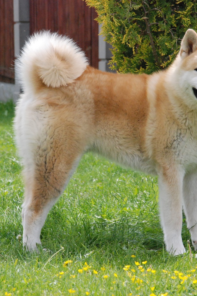 Счастливая акита-ину