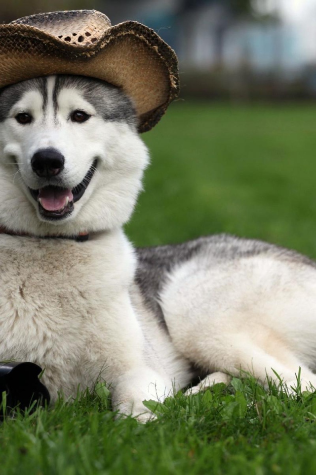 Счастливый аляскинский маламут в шляпе