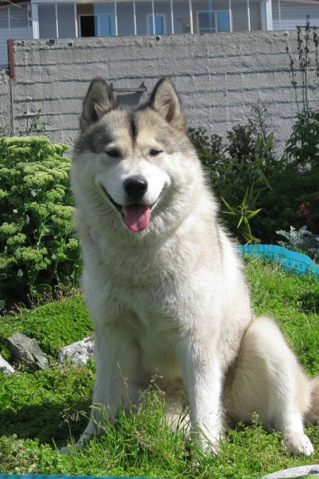 Счастливый аляскинский маламут на хуторе