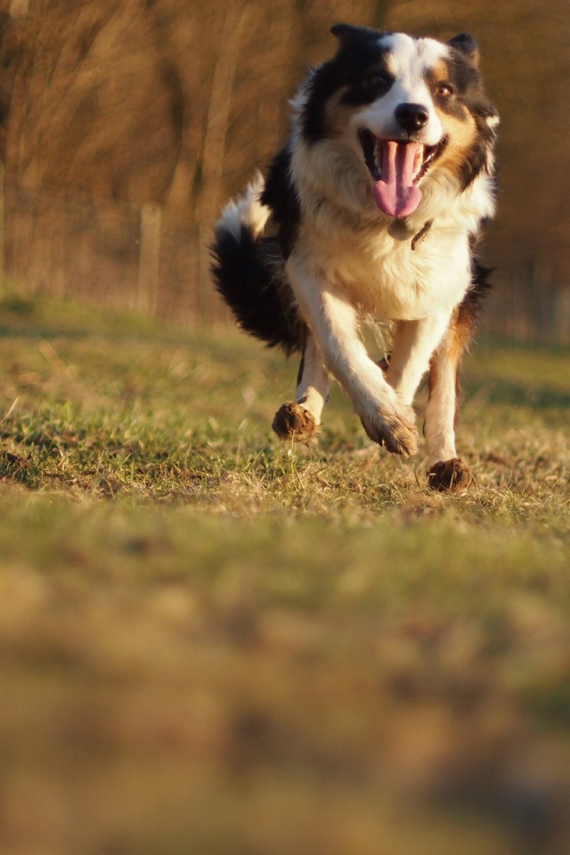 Счастливая австралийская овчарка бежит к хозяину