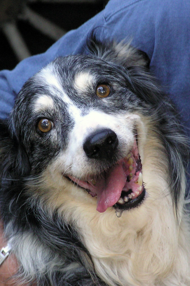 Счастливая австралийская овчарка с хозяином