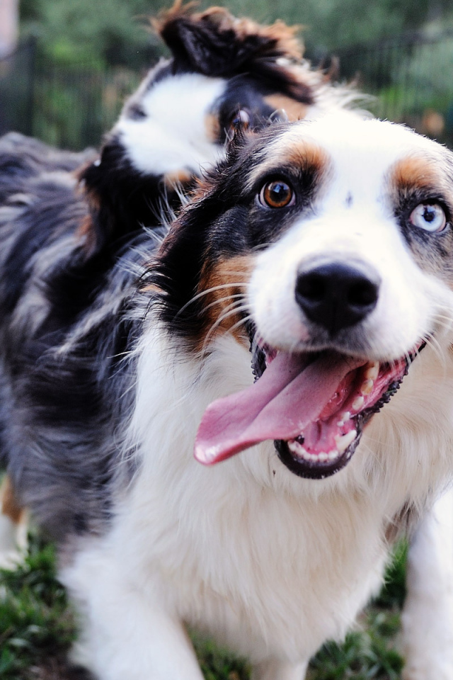 Счастливая австралийская овчарка с разными глазами