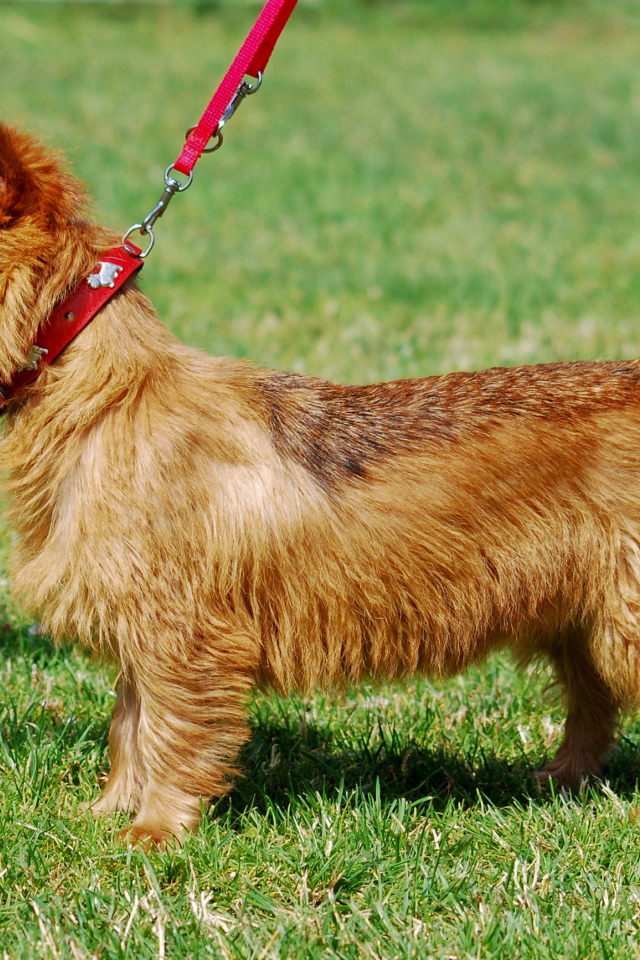 Счастливый австралийский терьер гуляет с хозяином