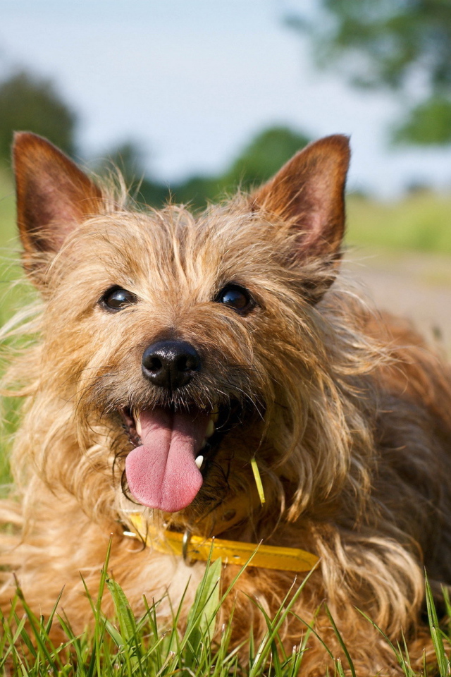 Счастливый австралийский терьер на траве