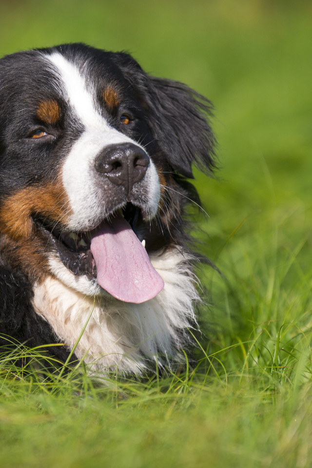 Счастливая бернская пастушья собака лежит в траве