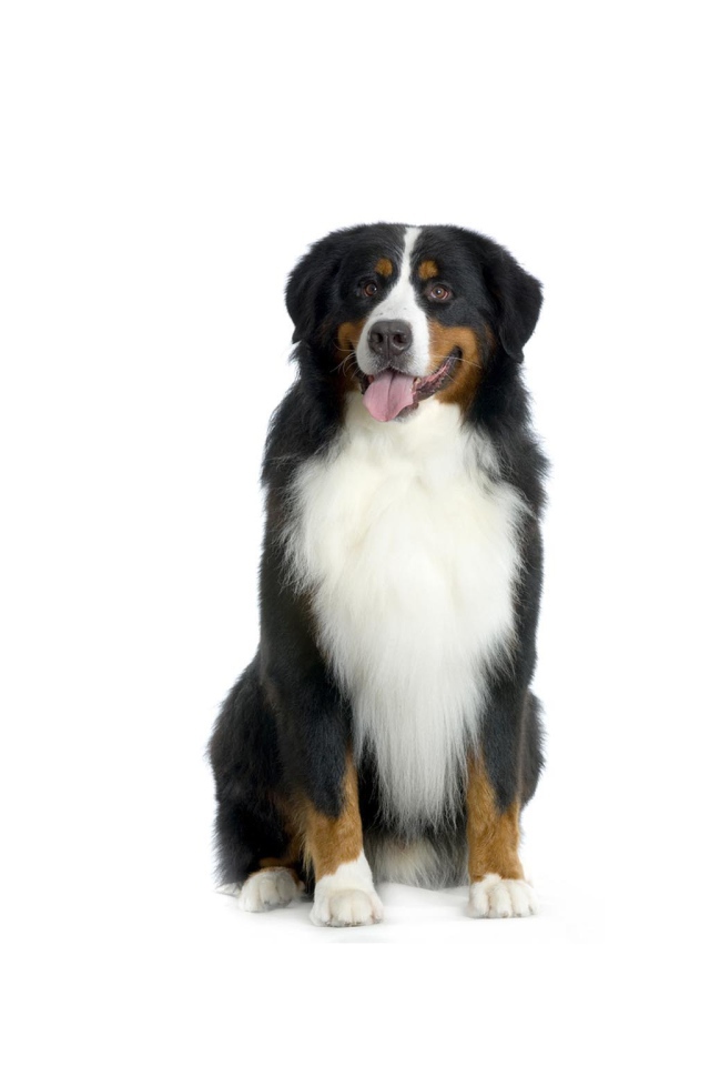 Happy Bernese Mountain Dog on a white background