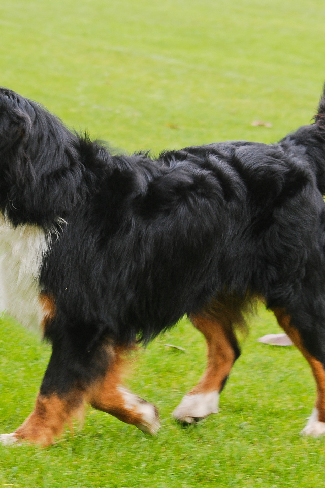 Счастливая бернская пастушья собака бежит по лужайке