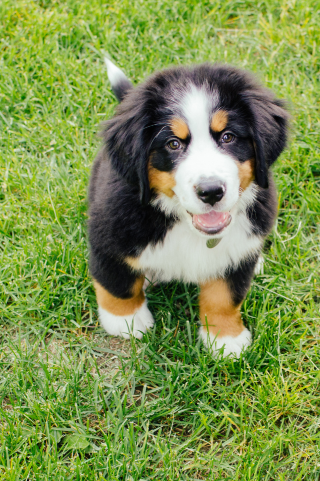 Счастливый щенок бернской пастушьей собаки смотрит на фотографа