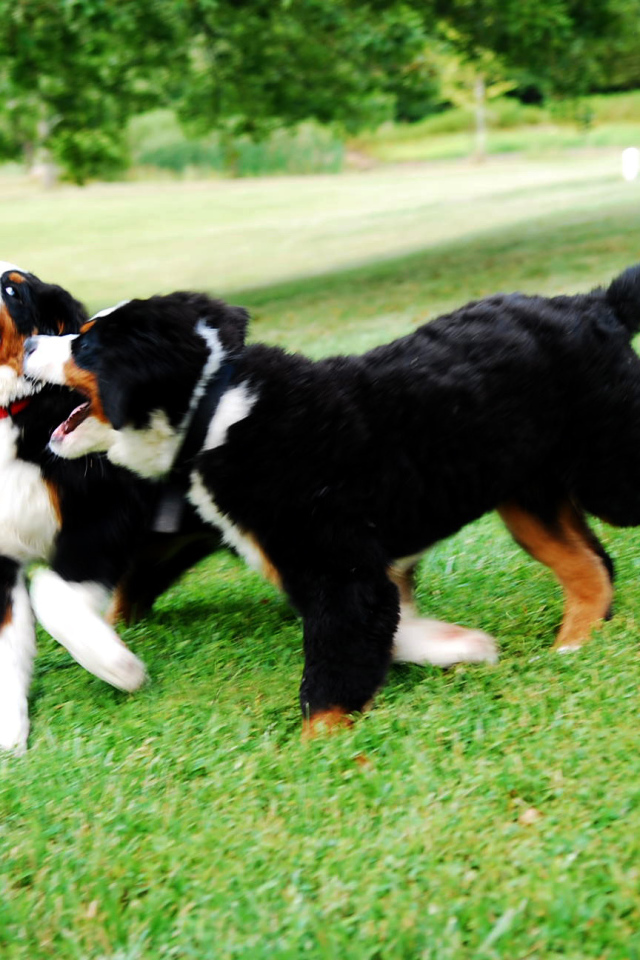 Счастливые щенки бернской пастушьей собаки играют