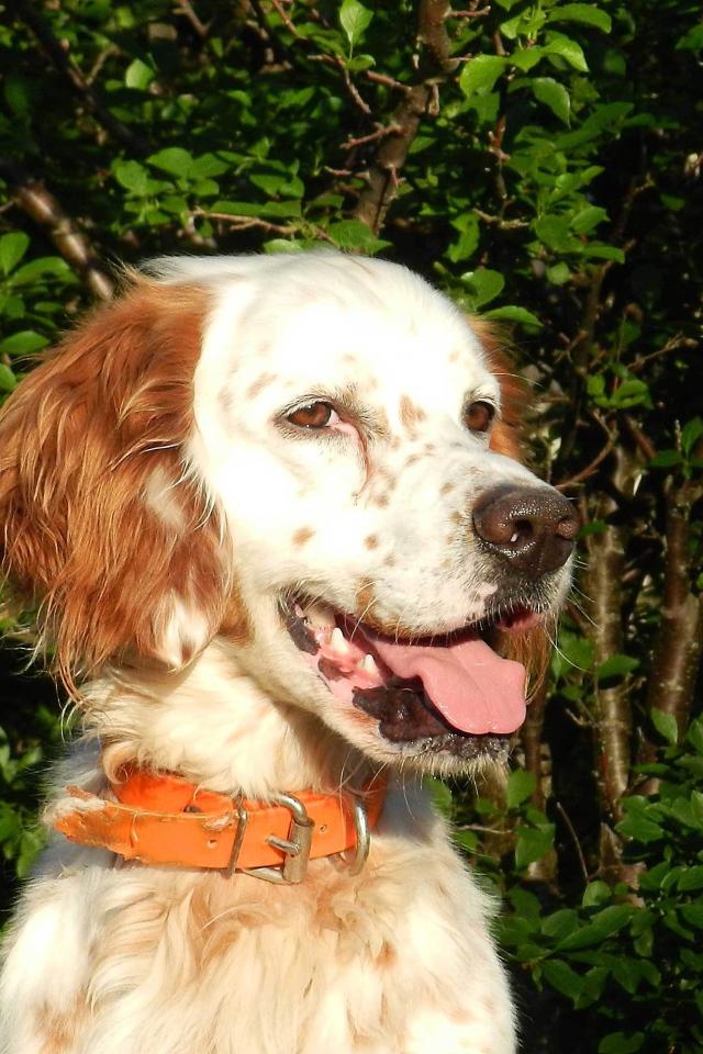 Счастливый английский сеттер