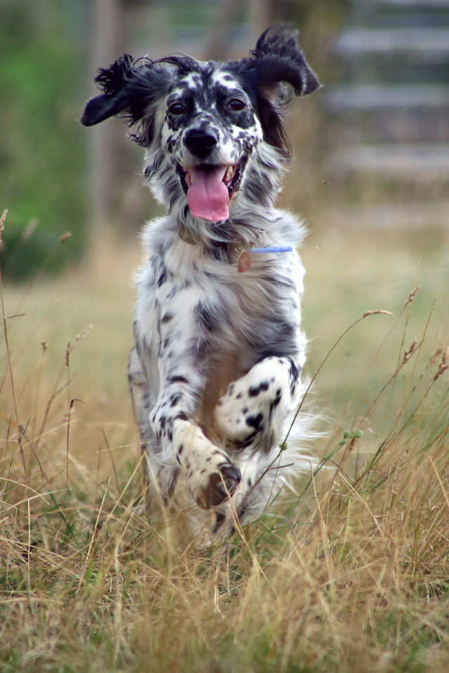 Счастливый английский сеттер бежит по полю