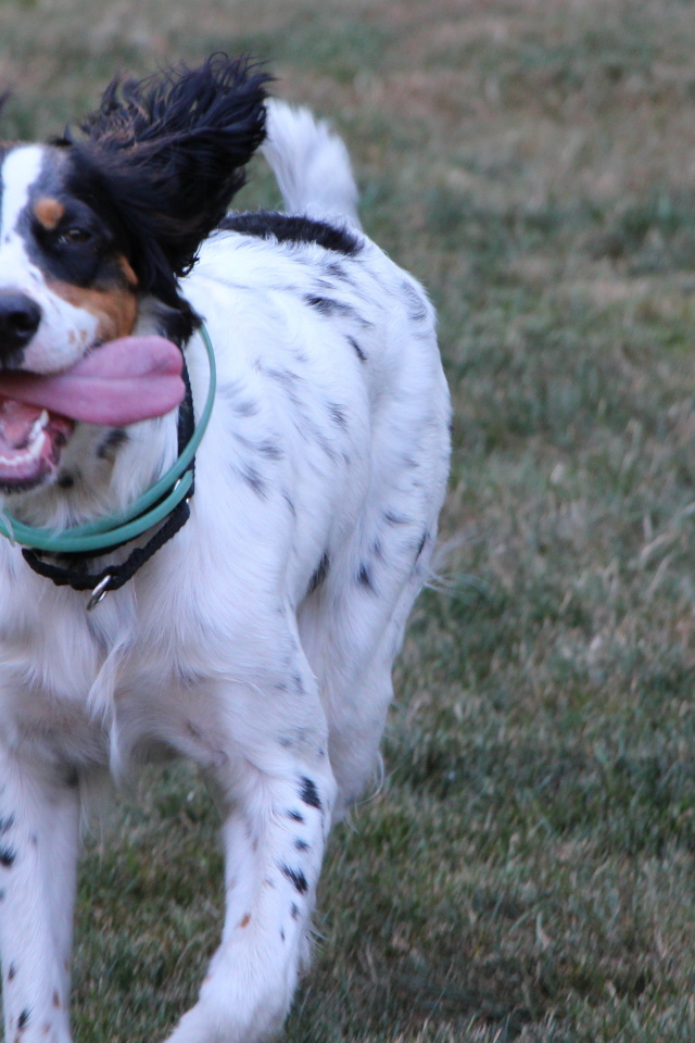 Счастливый английский сеттер бежит к хозяину