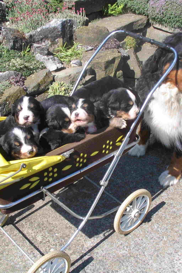 Счастливые щенки бернской пастушьей собаки с мамой