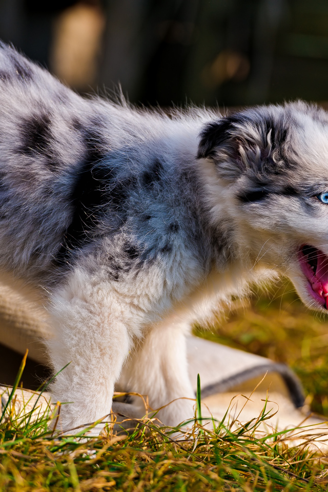 Счастливый щенок австралийской овчарки
